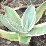 Agave gypsophila