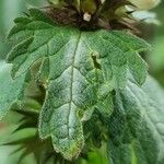 Lamium bifidum Leaf