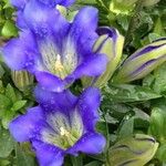 Gentiana acaulis Квітка