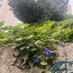 Ipomoea purpureaFleur
