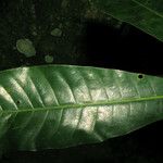 Kutchubaea insignis Leaf