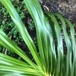 Grammatophyllum speciosum Leaf