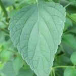 Cantinoa mutabilis Leaf