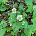 Fragaria virginiana Frucht