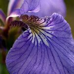 Iris setosa Çiçek