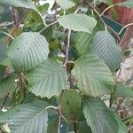 Alnus incana Leaf