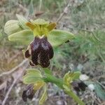 Ophrys fusca Žiedas