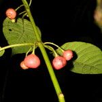 Siparuna thecaphora Fruit