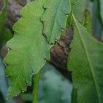 Disocactus phyllanthoides Blatt