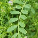 Vicia lens Hoja