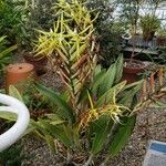 Epidendrum ciliare Hábito