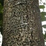 Licania densiflora Bark