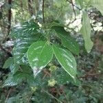 Euonymus latifolius Leaf