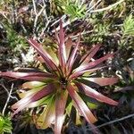 Dracophyllum ramosum Feuille