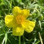 Helianthemum nummularium Virág