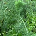 Foeniculum vulgare List