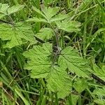 Chaerophyllum temulum Leaf