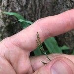 Carex platyphylla Fiore