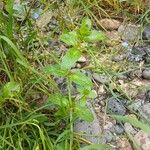 Veronica beccabunga Habit