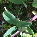Trifolium badium अन्य