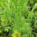 Thalictrum lucidum Leaf