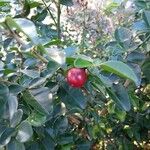 Triphasia trifolia Fruit