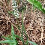 Chlorophytum africanum Hábitos