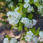 Crataegus azarolus Blodyn