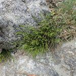 Asplenium septentrionale Агульны выгляд