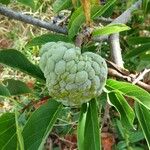 Annona squamosa Fruit