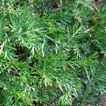 Anthemis maritima List