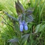 Mertensia paniculata Flor