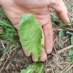 Taraxacum campylodesLeaf