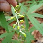 Crotalaria lanceolata Квітка
