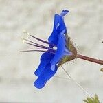 Phacelia campanularia 花