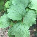 Viburnum acerifolium Foglia