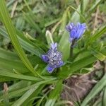 Hyacinthoides italica Flors
