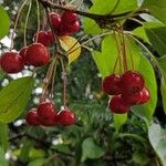 Malus hupehensis Плід