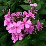 Phlox maculata Floro