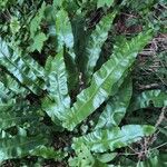 Asplenium scolopendriumBlad