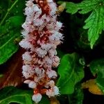 Bistorta affinis Flower