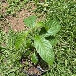 Psychotria viridis Foglia