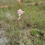 Gladiolus candidus फूल