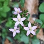 Centaurium littorale Квітка