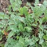 Astragalus alpinus Blad