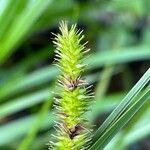 Carex pseudocyperus फूल