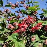 Clerodendrum thomsoniae Λουλούδι