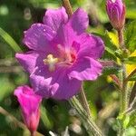 Epilobium hirsutum Floro