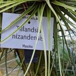 Tillandsia nizandaensis Іншае