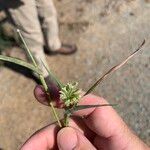 Dactyloctenium radulans Fruto